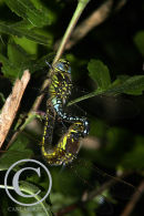 A pair of Hairy Dragonflies in the mating position